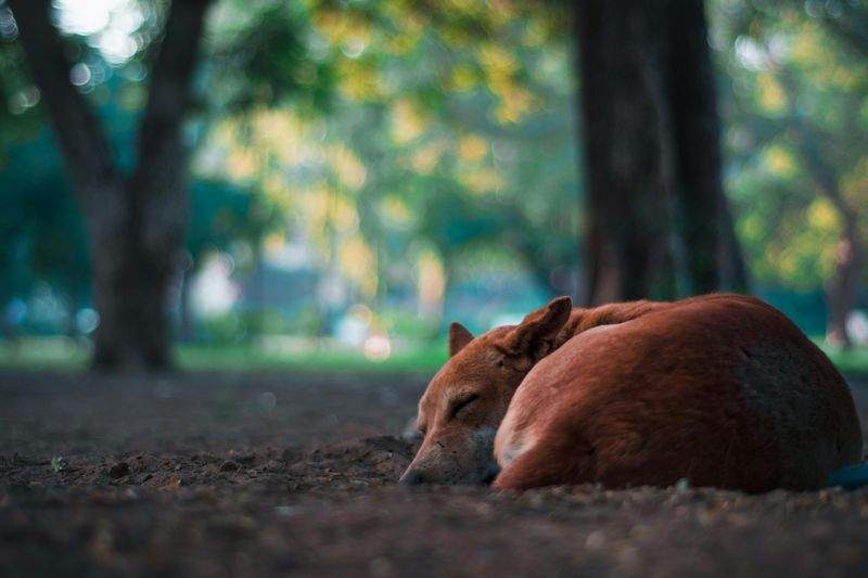 Tipps zur Pflege Ihres Hundes im Winter